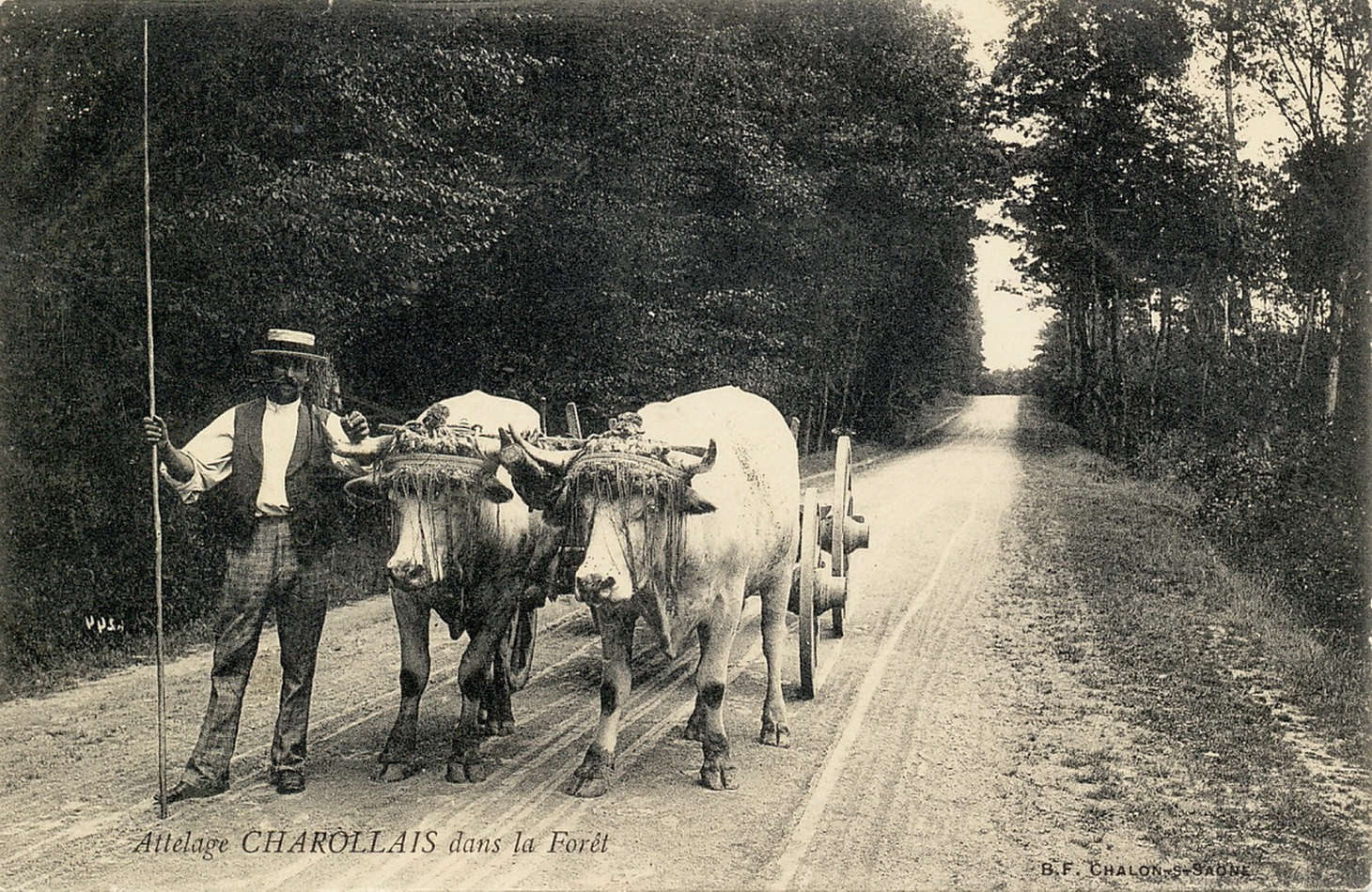 Attelage charollais dans la forêt.