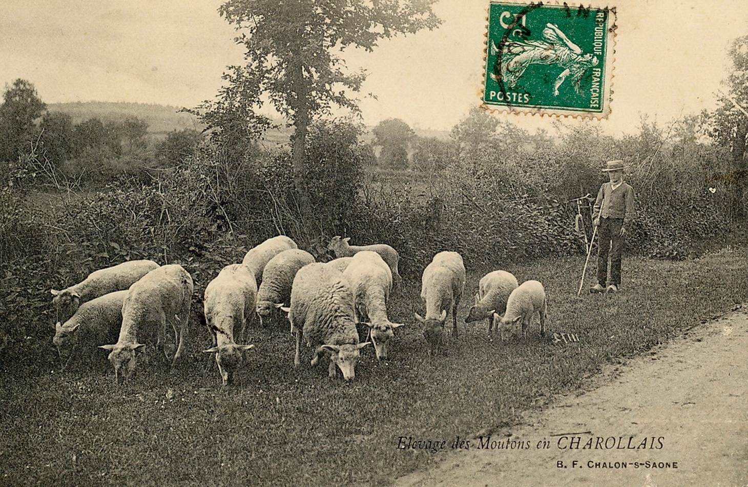 Elevage de moutons en Charollais.