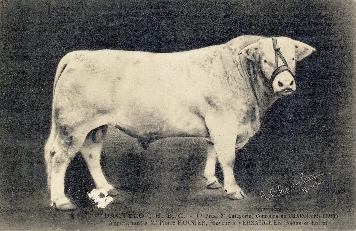 Concours de Charolles 1927. 1er prix, 8e catégorie, appartenant à M. Pierre Farnier, éleveur à Versaugues.