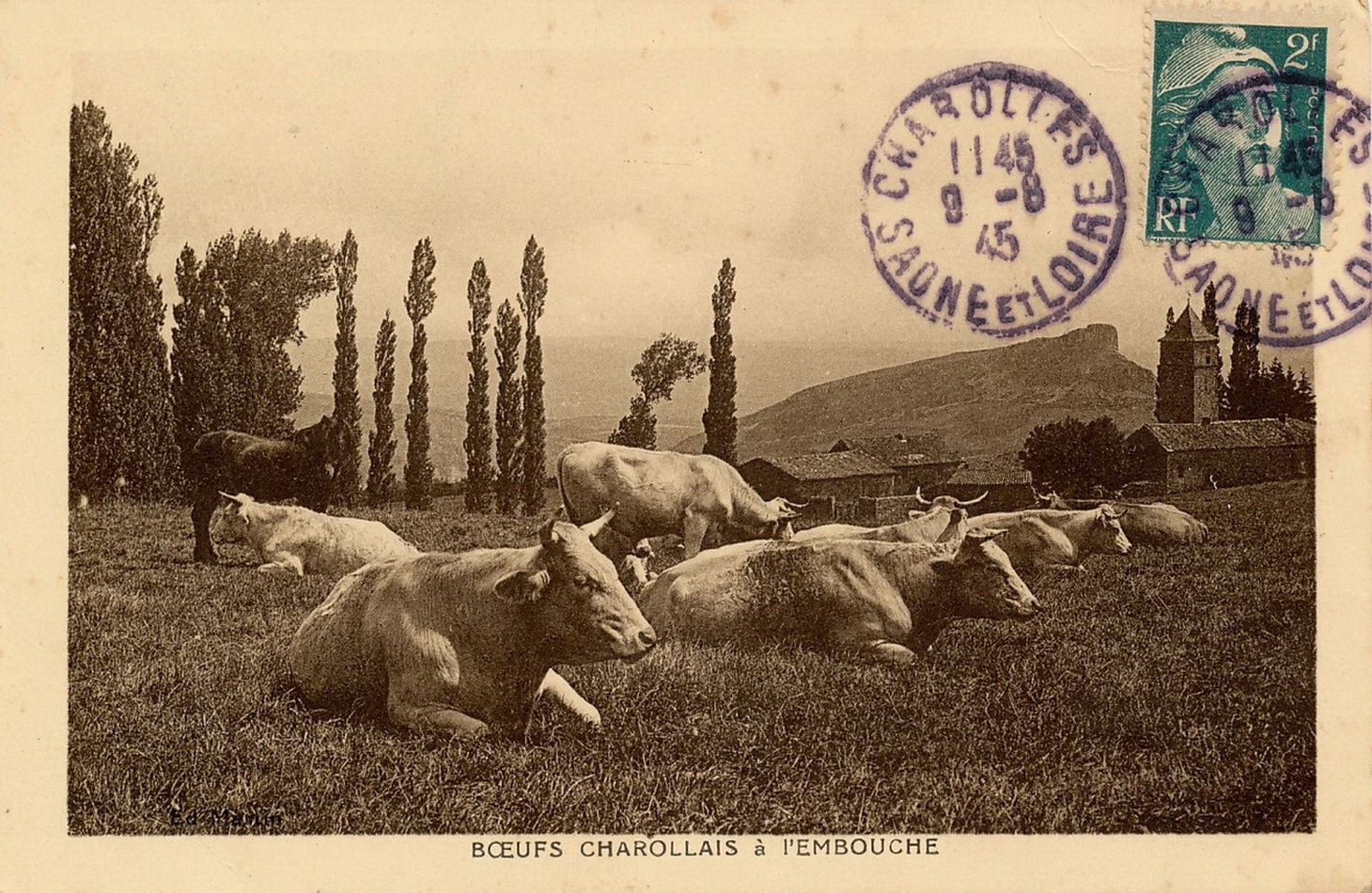 Boeufs charollais à l'embouche.