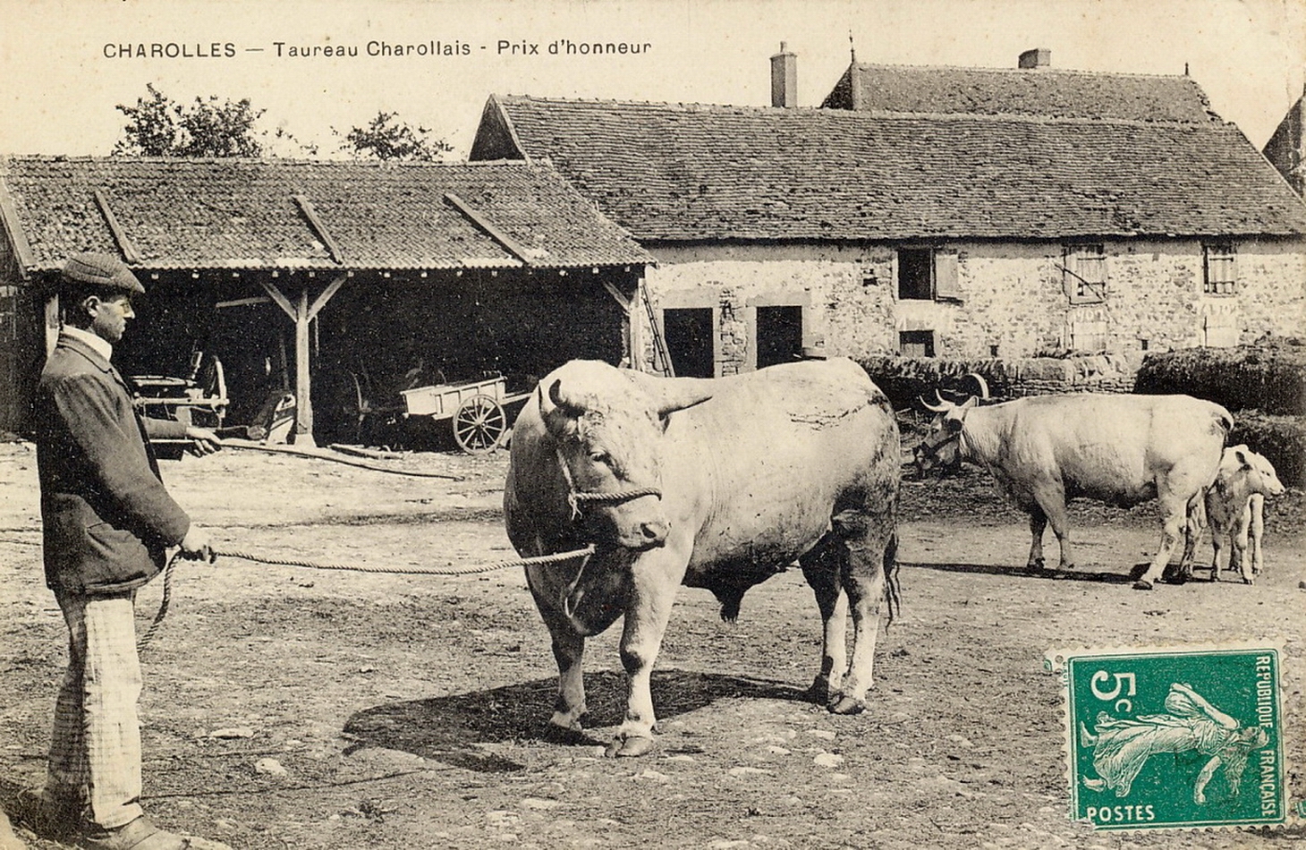 Charolles. Taureau charollais. Prix d'honneur.