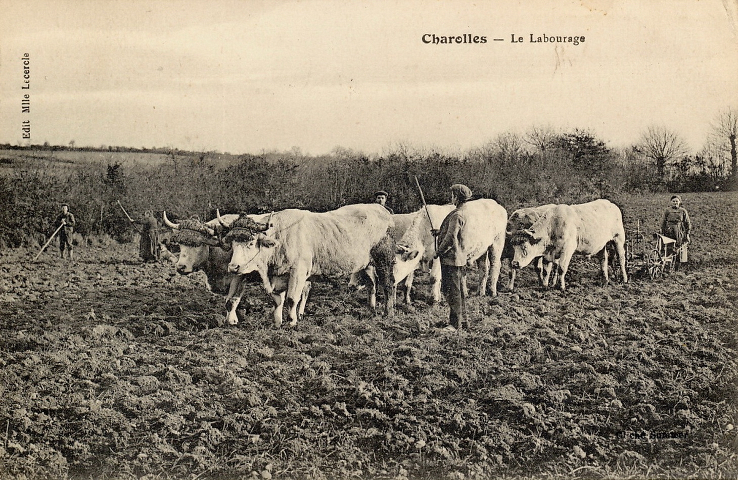 Charolles. Le labourage.
