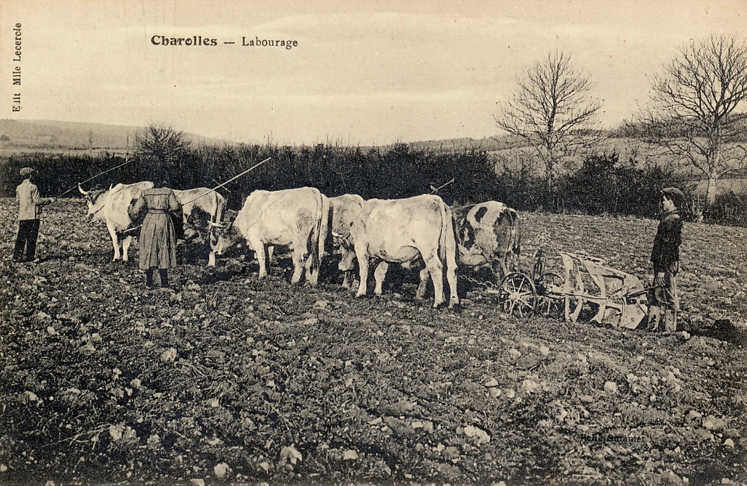Charolles. Labourage.