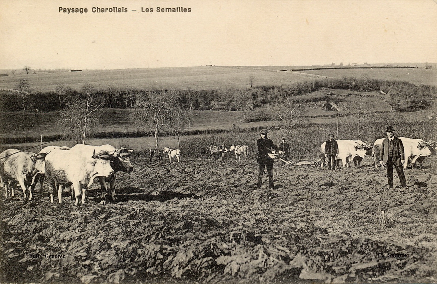 Paysage charollais. Les semailles.